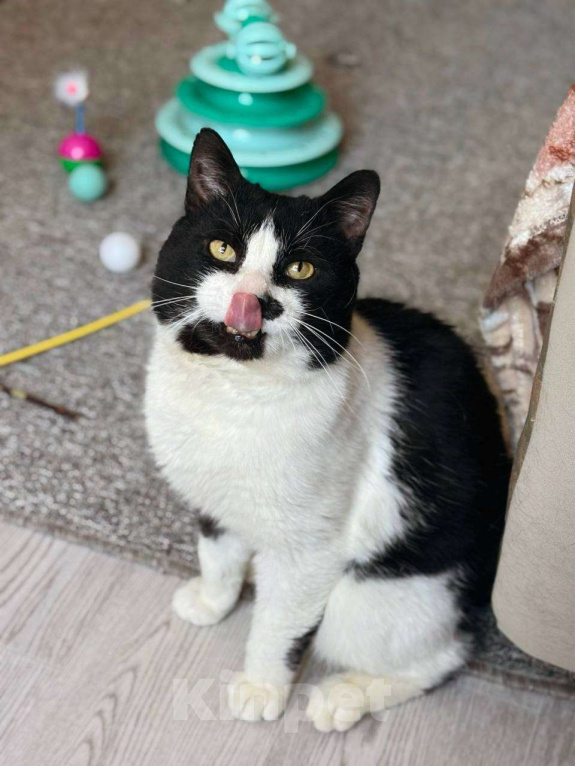 Кошки в Балашихе: Маре Мальчик, Бесплатно - фото 2