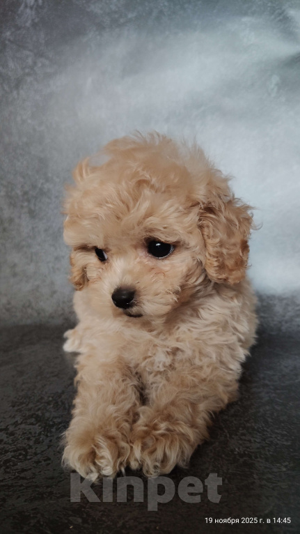 Собаки в Мытищах: Пушон Бетти Девочка, 200 000 руб. - фото 1