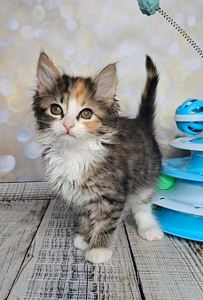 Трехцветный котёнок в добрые руки
