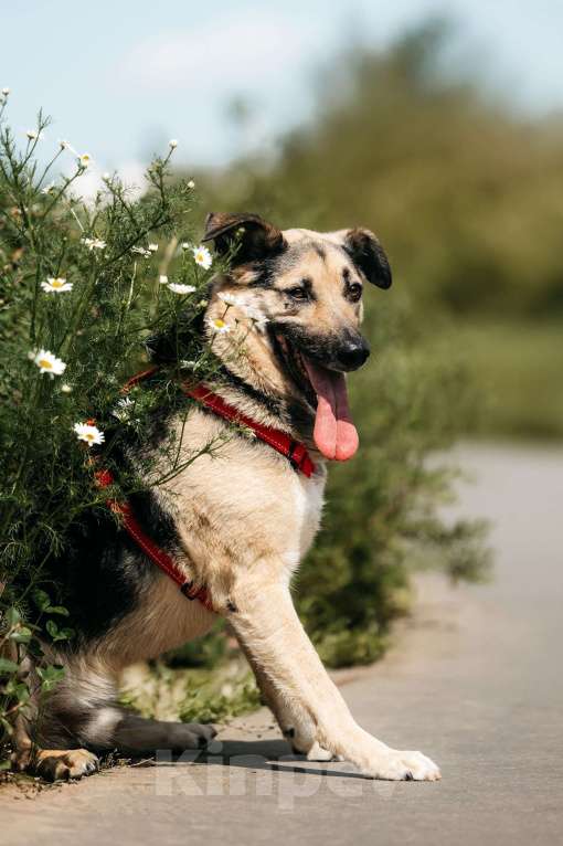 Собаки в Москве: Чудо Денди ищет дом Мальчик, Бесплатно - фото 2