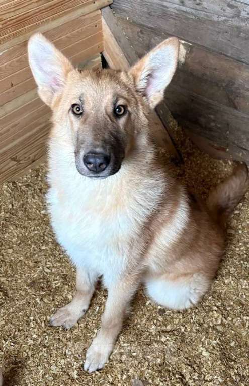 Собаки в Москве: Лисса в поиске дома Девочка, Бесплатно - фото 5