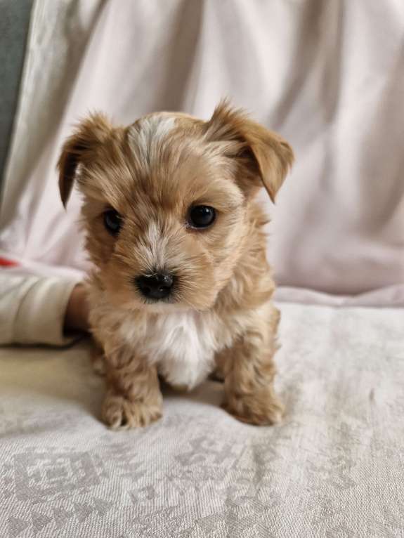 Собаки в Ростове-на-Дону: Голддаст щенки Мальчик, 45 000 руб. - фото 3