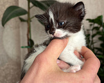 Кошки в Раменском: Котята в добрые руки Разнополые, Бесплатно - фото 2