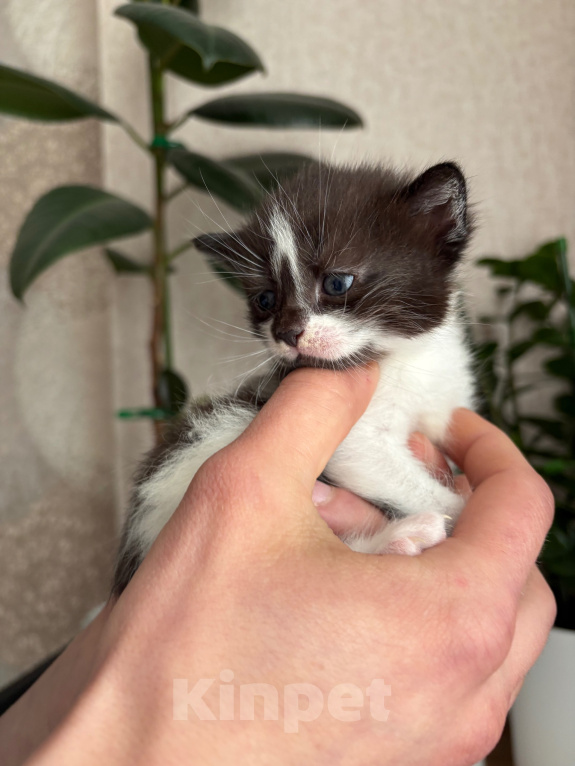 Кошки в Раменском: Котята в добрые руки Разнополые, Бесплатно - фото 2
