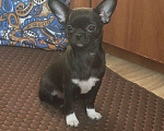 Собаки в Кудрово: Чихуахуа девочка Девочка, 40 000 руб. - фото 1