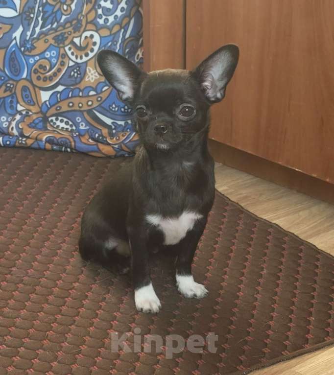 Собаки в Кудрово: Чихуахуа девочка Девочка, 40 000 руб. - фото 1