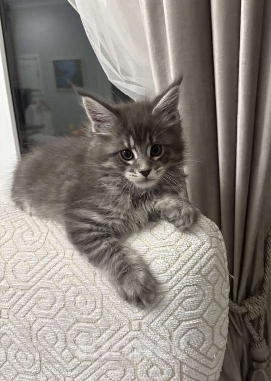 Кошки в Севастополе: Продаются котята породы Мейн-кун Разнополые, Бесплатно - фото 8