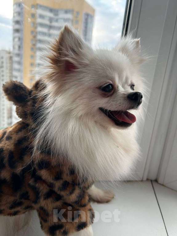 Собаки в Самаре: Шпиц Девочка, 19 000 руб. - фото 2