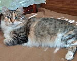 Кошки в Москве: Трехцветная пушистая Шаня, кошечка в добрые руки.   Девочка, Бесплатно - фото 6