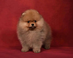 Собаки в Москве: Померанский карликовый шпиц мальчик Мальчик, 45 000 руб. - фото 2