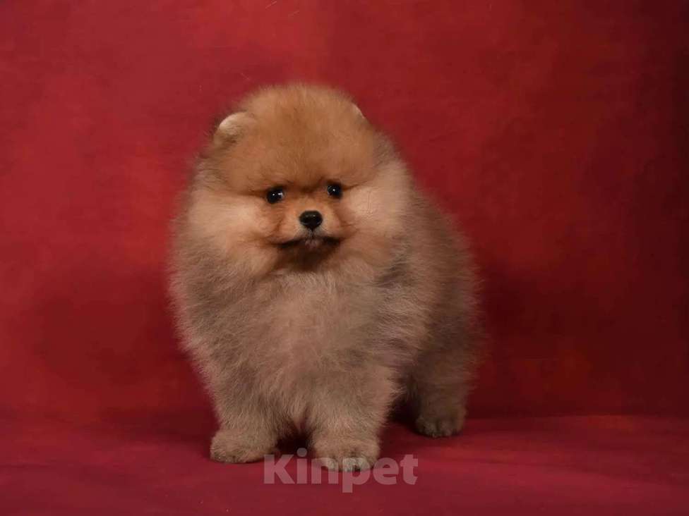 Собаки в Москве: Померанский карликовый шпиц мальчик Мальчик, 45 000 руб. - фото 2