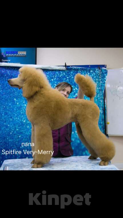 Собаки в Москве: Идеальный щенок королевского большого пуделя Мальчик, Бесплатно - фото 9