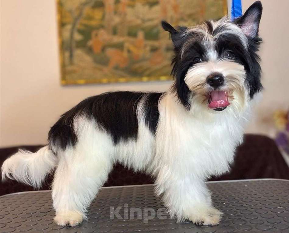 Собаки в Москве: Йветной Йорк мальчик Мальчик, 50 000 руб. - фото 1