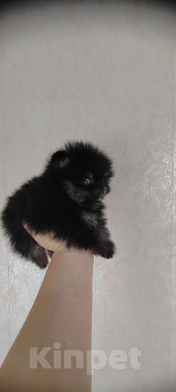 Собаки в Калтане: Померанский шпиц мини Мальчик, 35 000 руб. - фото 3
