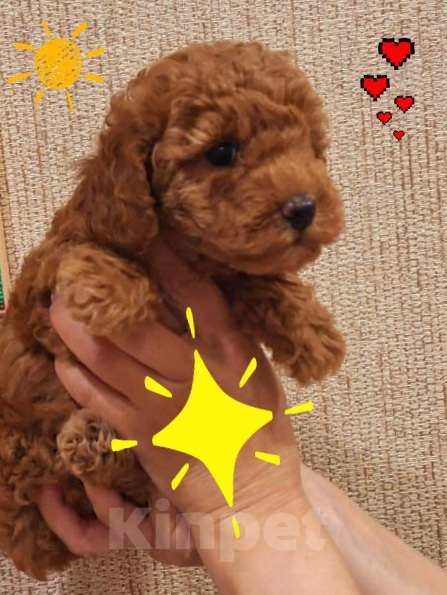 Собаки в Москве: Пудель  Мальчик, 45 000 руб. - фото 2