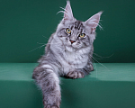 Кошки в Красногорске: Котенок  Девочка, Бесплатно - фото 6