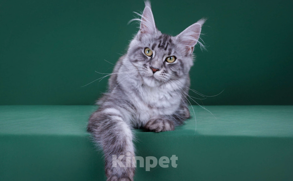 Кошки в Красногорске: Котенок  Девочка, Бесплатно - фото 6