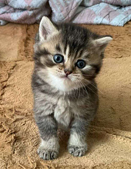 Шотландские котята