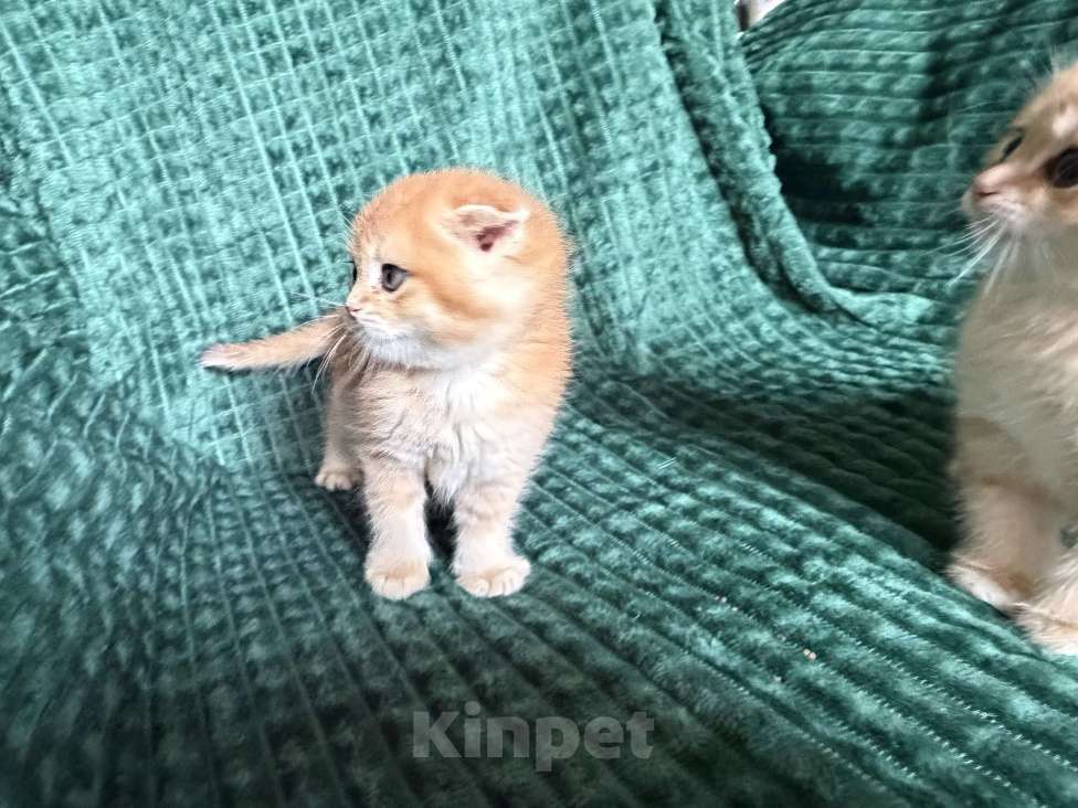 Кошки в Москве: Золотая шиншилла котик Мальчик, 25 000 руб. - фото 1