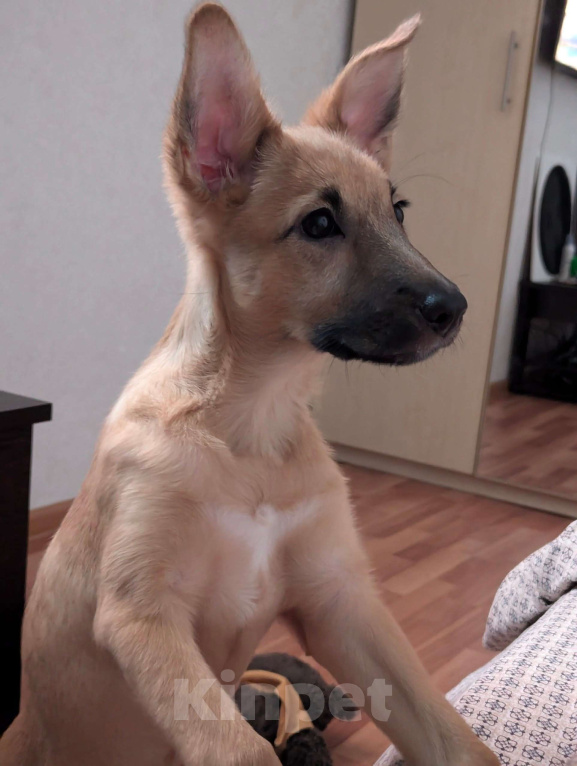 Собаки в Новосибирске: Отдам в добрые руки метиса щенка  Девочка, Бесплатно - фото 1