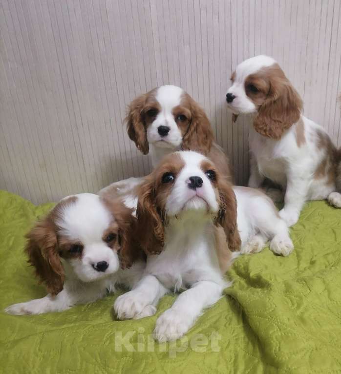 Собаки в Москве: Кавалер Кинг Чарльз спаниель Мальчик, 70 000 руб. - фото 2