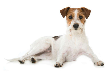 Кромфорлендер