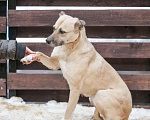 Собаки в Москве: Альпа ищет семью Девочка, 1 руб. - фото 1