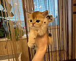 Кошки в Москве: 😺Шотландские котята Мальчик, 30 000 руб. - фото 4