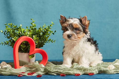 Очень красивый щенок бивер терьера VELVET ICE CREAM. Перспективный для выставок и разведения.