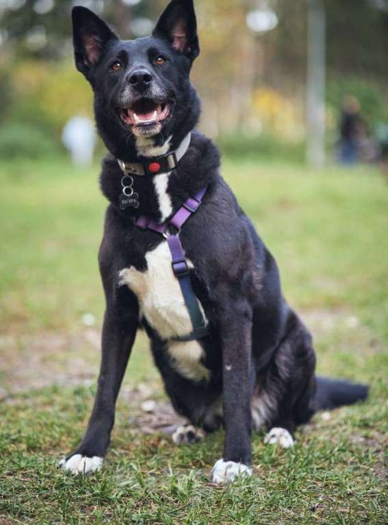 Собаки в Москве: Ищем дом для спасенной доброй собаки Багиры Девочка, 1 руб. - фото 2