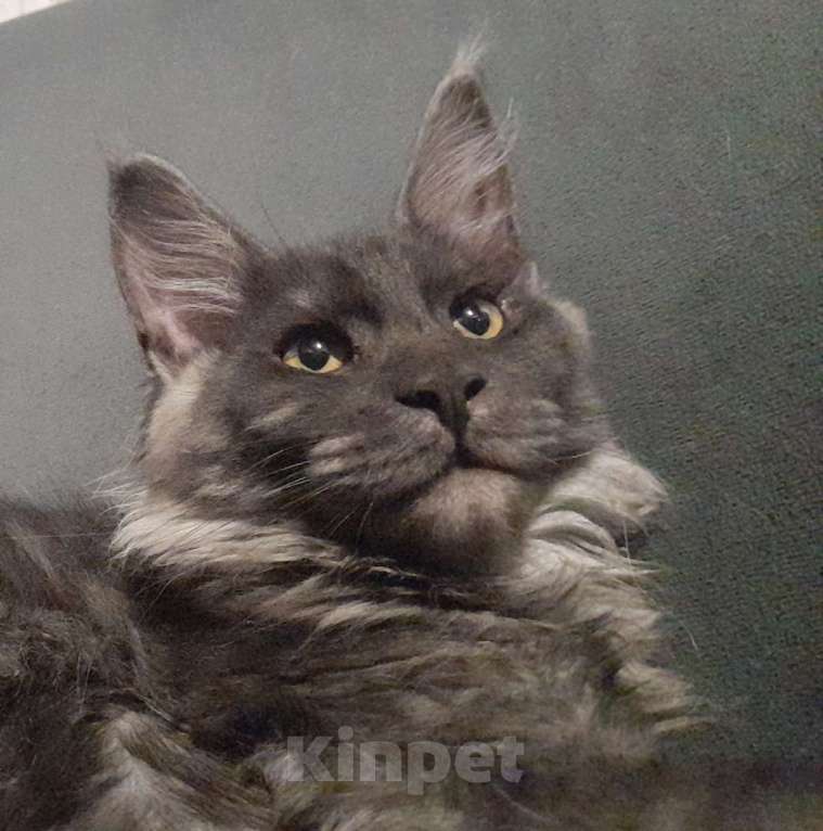 Кошки в Омске: Котенок мейн-кун Мальчик, 60 000 руб. - фото 1