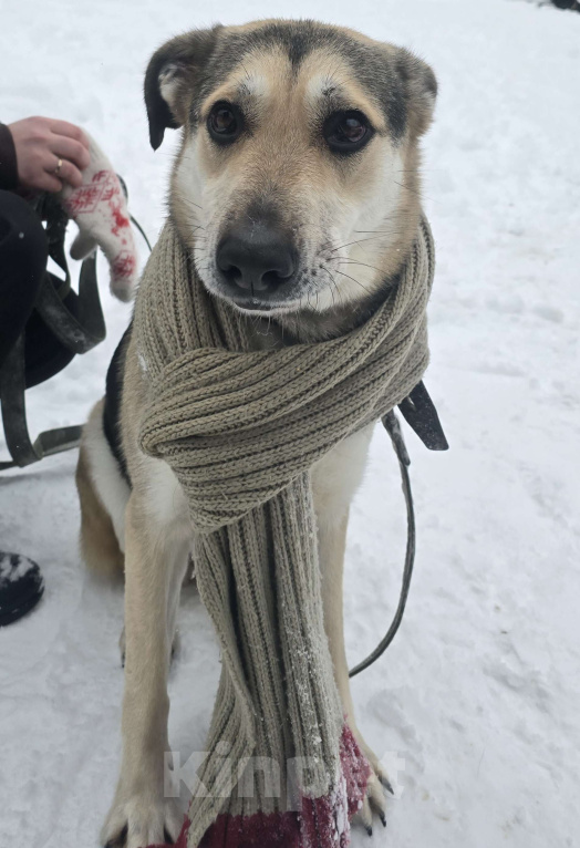 Собаки в Королеве: 1 шанс на 1000! Девочка, Бесплатно - фото 3