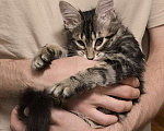 Кошки в Москве: Котята: ярко-рыжий, метис мейн-куна и русской голубой в дар Мальчик, 1 руб. - фото 4
