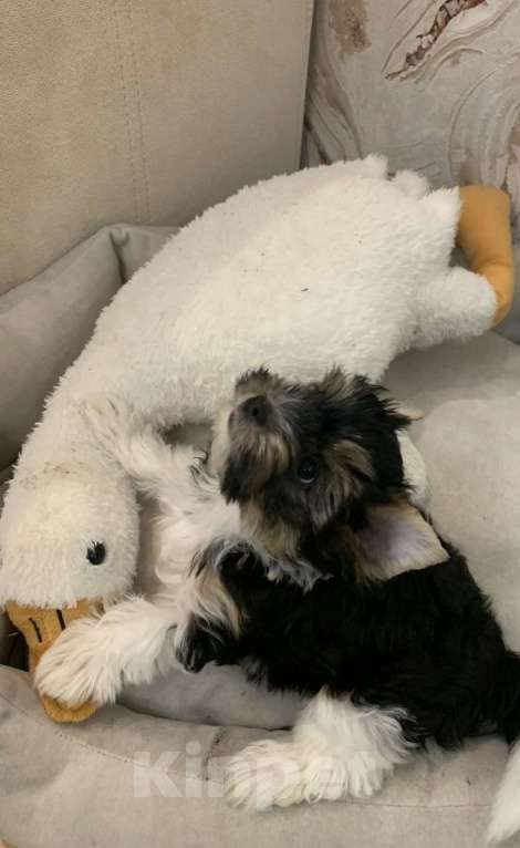 Собаки в Санкт-Петербурге: Бивер Девочка, 110 000 руб. - фото 2