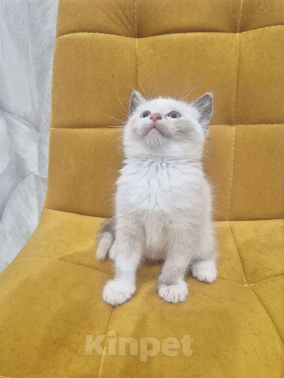 Кошки в Москве: Рэгдолл  ласковая девочка  Девочка, 35 000 руб. - фото 2