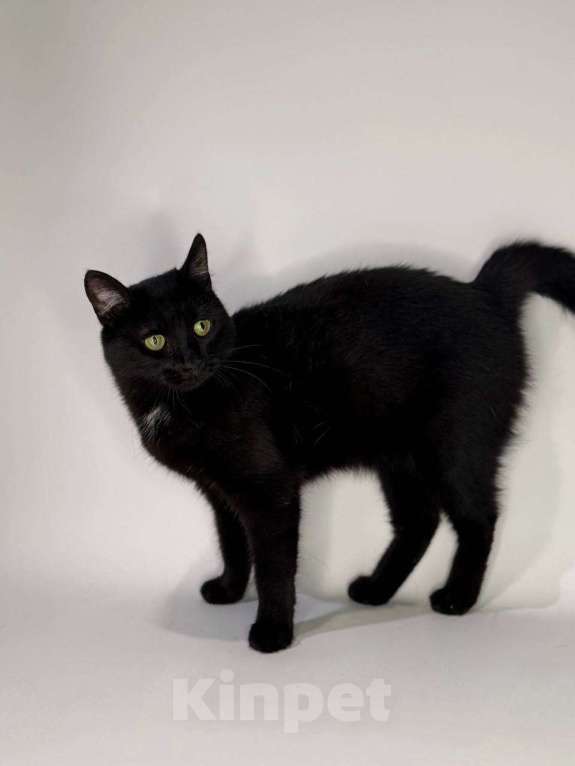 Кошки в Балашихе: Пуговка Девочка, Бесплатно - фото 4