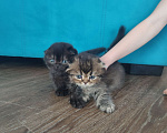 Кошки в Глазове: Хайленд-фолд длиношерстрый шотландский мальчик  Мальчик, 5 000 руб. - фото 3