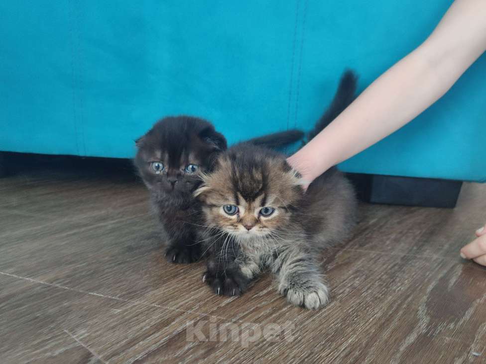 Кошки в Глазове: Хайленд-фолд длиношерстрый шотландский мальчик  Мальчик, 5 000 руб. - фото 3