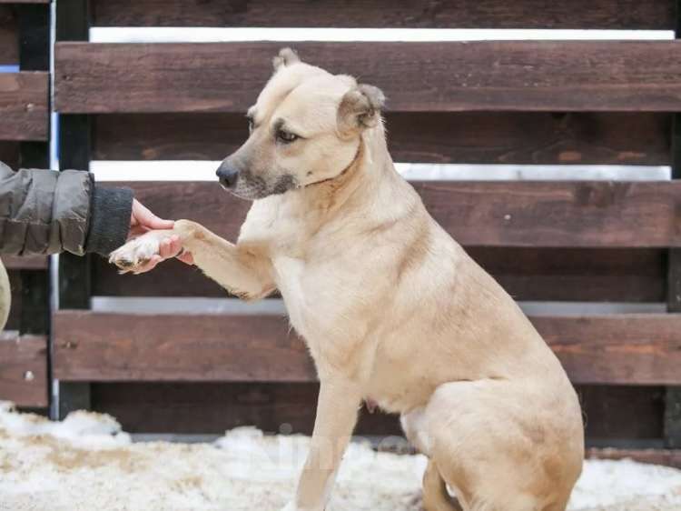 Собаки в Москве: Альпа ищет семью Девочка, 1 руб. - фото 1