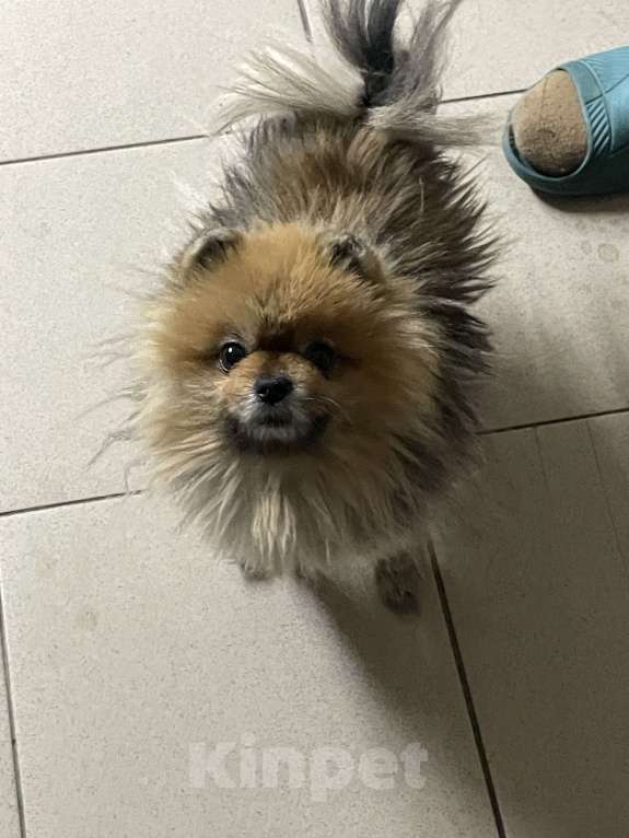 Собаки в Улане-Удэ: Пропала собака Мальчик, 1 000 руб. - фото 3