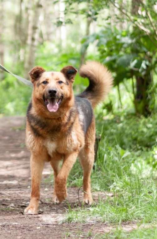 Собаки в Ногинске: Гриша Мальчик, Бесплатно - фото 6