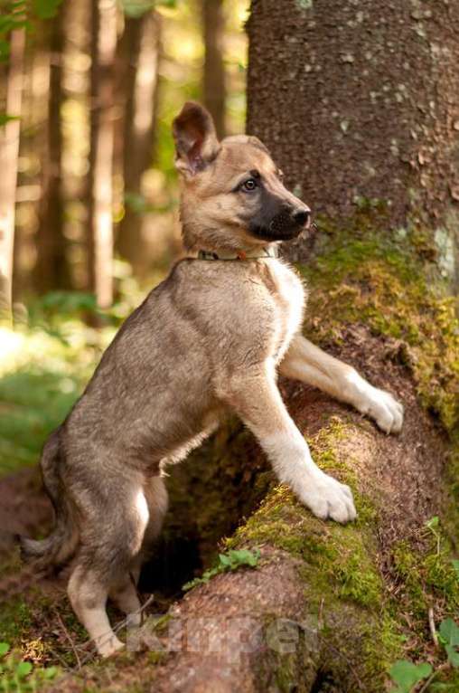 Собаки в Москве: Щенок овчарки зонарного окраса Орфей в добрые руки Мальчик, 1 руб. - фото 2