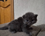 Кошки в Армавире: Продажа котят Девочка, 5 000 руб. - фото 7