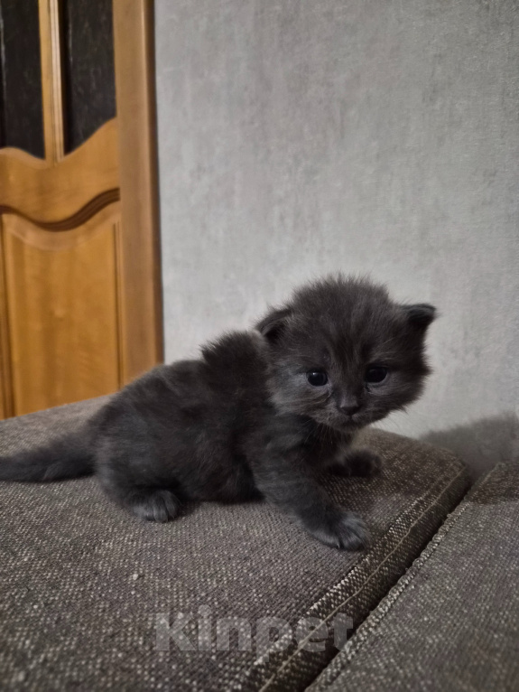 Кошки в Армавире: Продажа котят Девочка, 5 000 руб. - фото 7