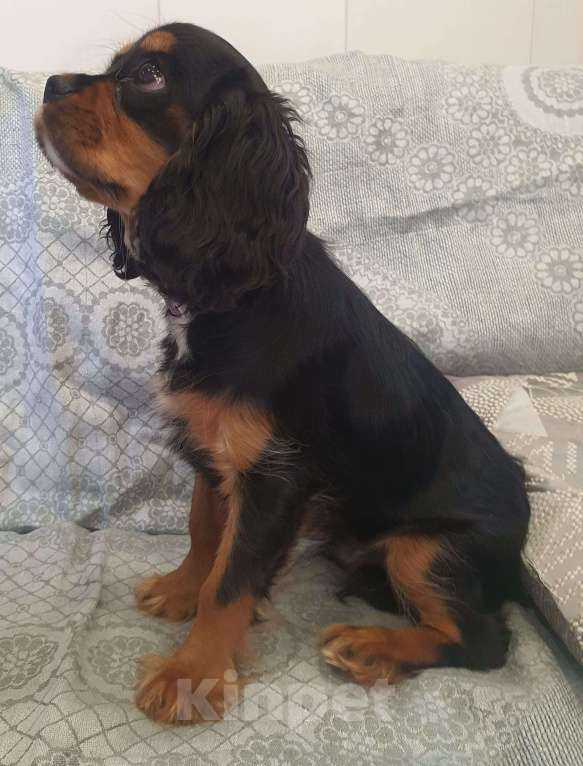 Собаки в других городах Московской области: Предлагаем вам стать владельцем щенка королевской породы Мальчик, 90 000 руб. - фото 5