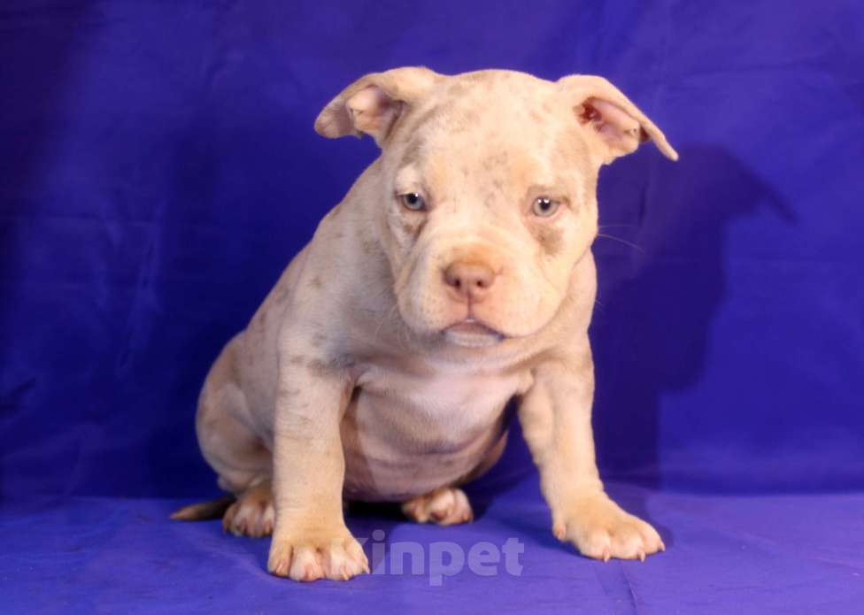 Собаки в Всеволожске: ММ ДРИАДА МЕРЛЕ Девочка, Бесплатно - фото 1