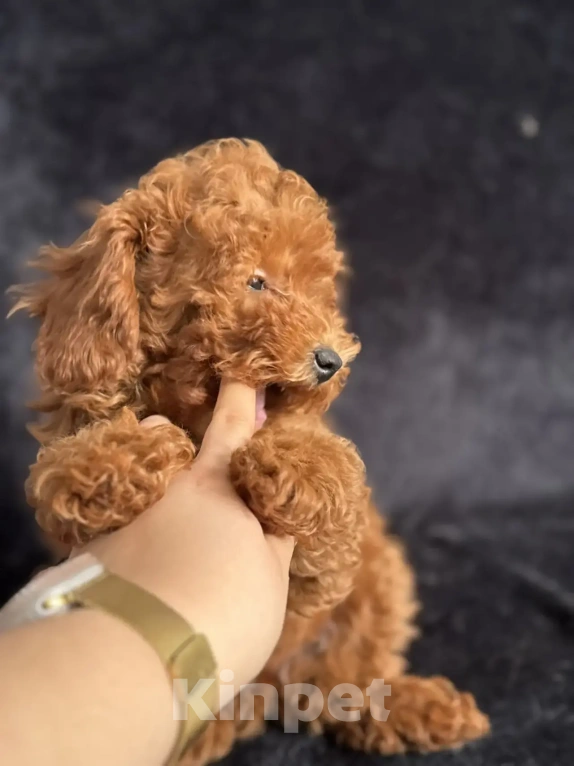 Собаки в Москве: Пудель той и карликовый мальчики и девочка Девочка, 70 000 руб. - фото 3