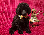 Собаки в Москве: Пудель миниатюрный черный мальчик Мальчик, 120 000 руб. - фото 7