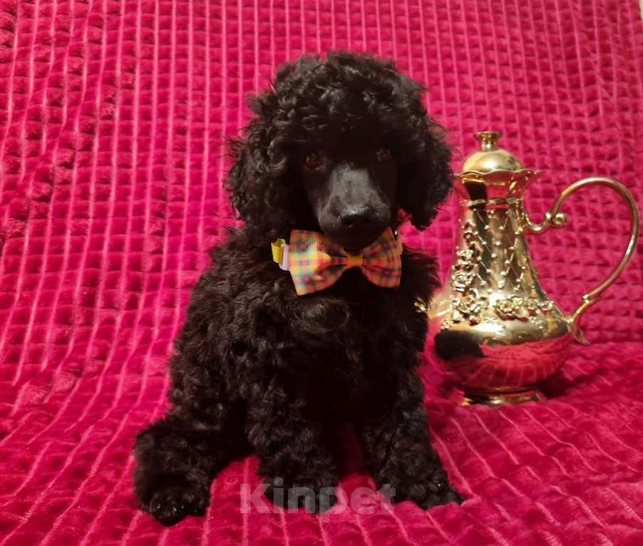 Собаки в Москве: Пудель миниатюрный черный мальчик Мальчик, 120 000 руб. - фото 7