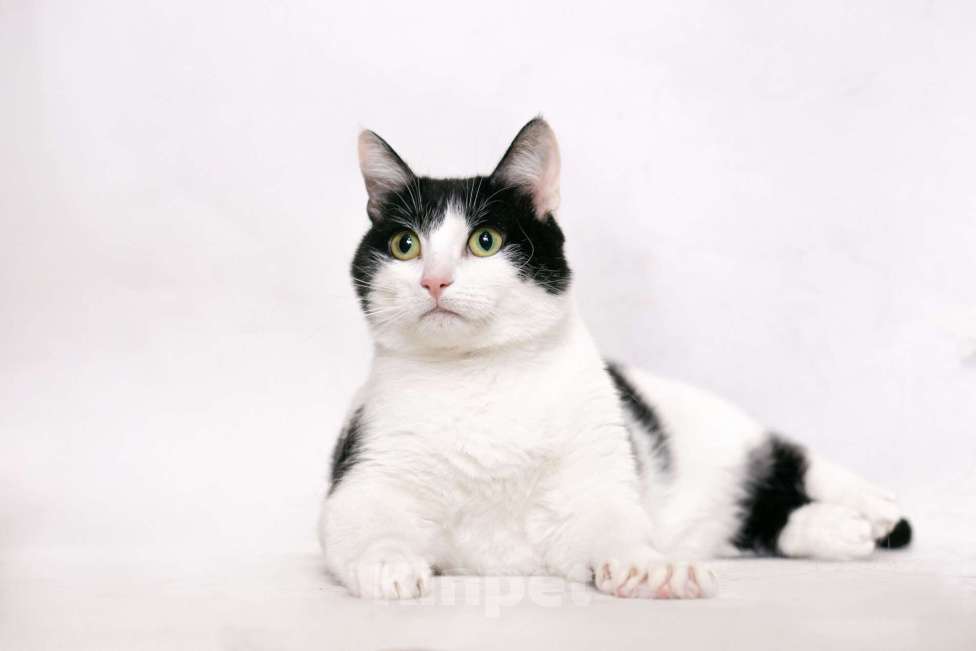 Кошки в Москве: Шахматная королева Нюша в добрые руки Девочка, Бесплатно - фото 3